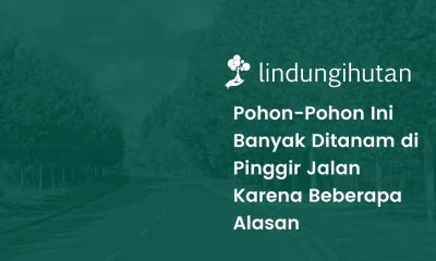 Daftar pohon peneduh jalan