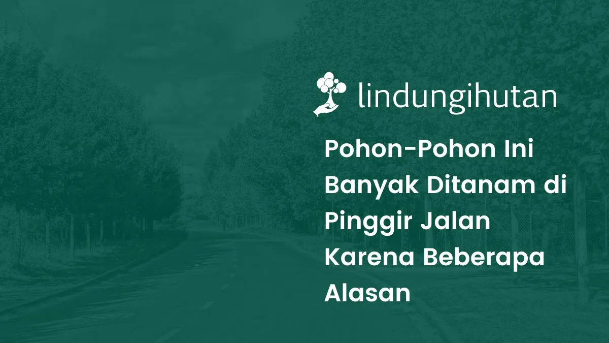 Daftar pohon peneduh jalan