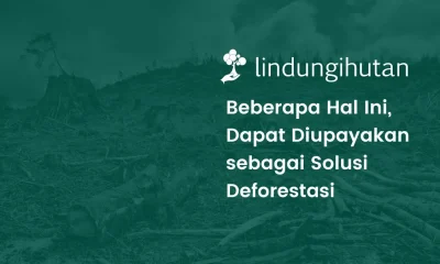 solusi deforestasi adalah