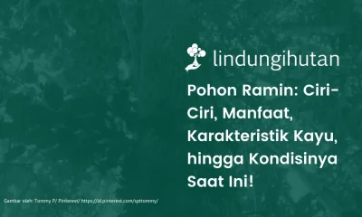 Ciri-ciri pohon ramin