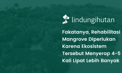 konservasi hutan mangrove