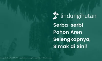 Gambar pohon aren