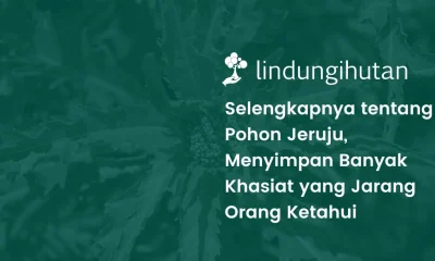 pohon jeruju adalah