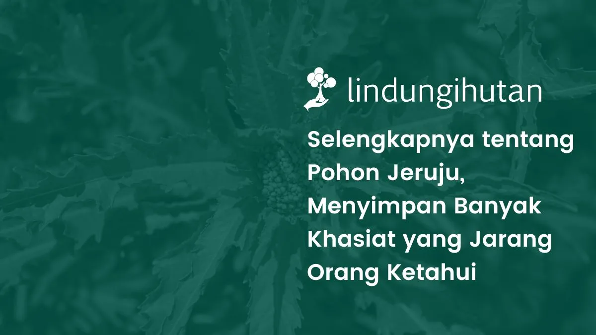 pohon jeruju adalah