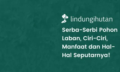 pohon laban adalah
