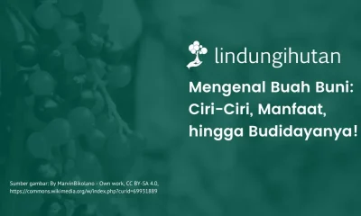 Buah buni adalah