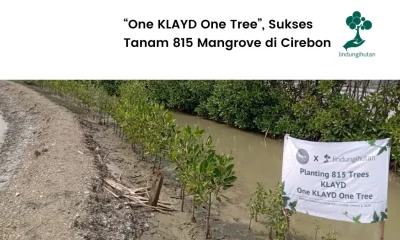 KLAYD menanam mangrove