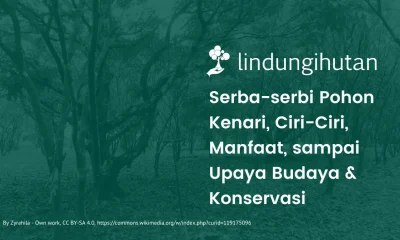 Pohon kenari
