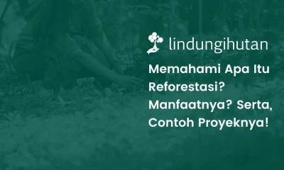 Reforestasi