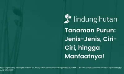 Tanaman purun adalah