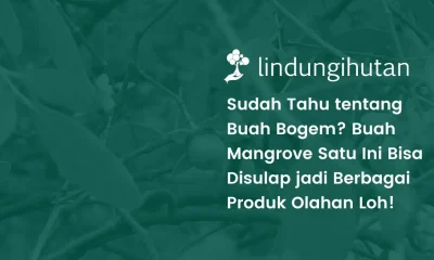 buah bogem adalah