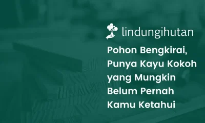 Gambar kayu bengkirai