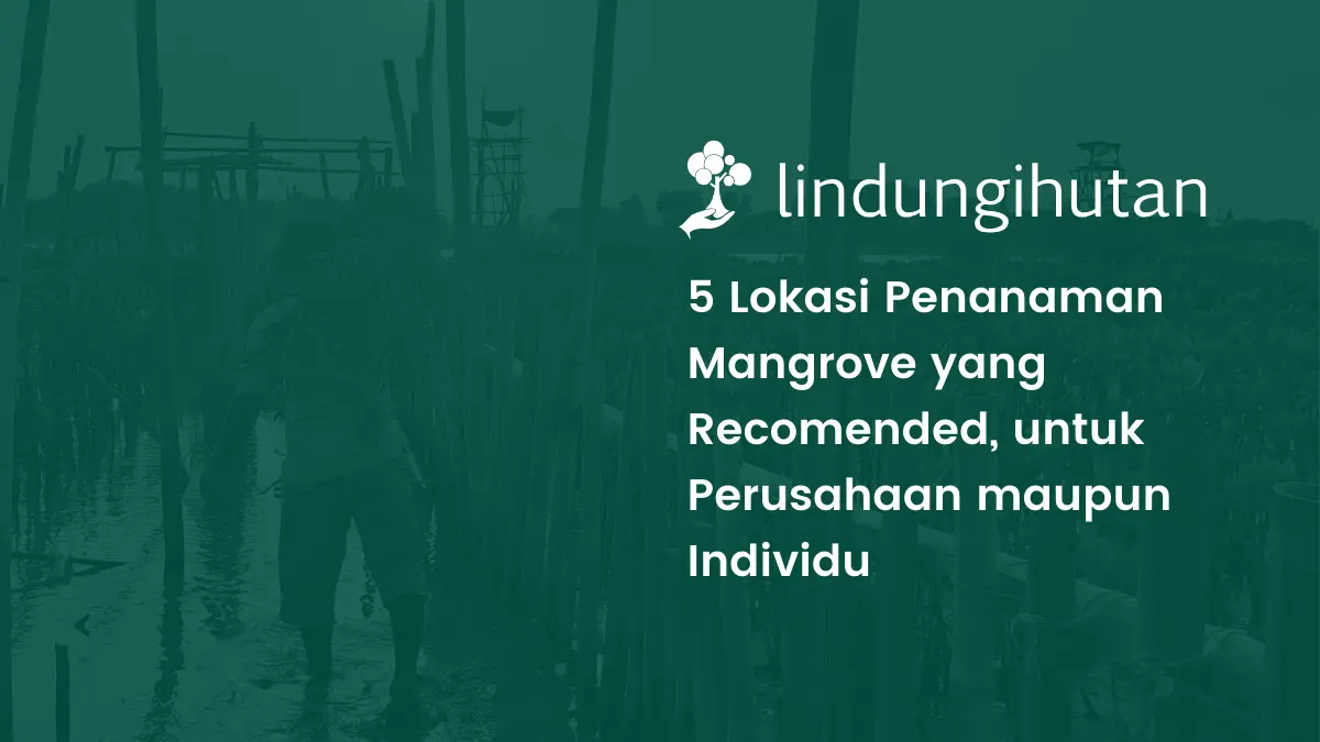 Lokasi menanam mangrove