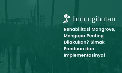 Rehabilitasi mangrove