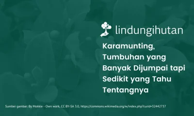 Karamunting adalah