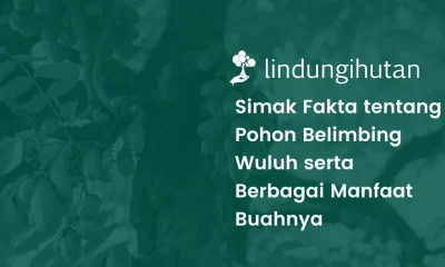 Pohon belimbing wuluh