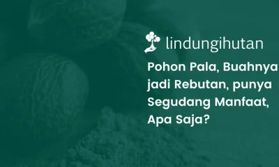 Pohon pala