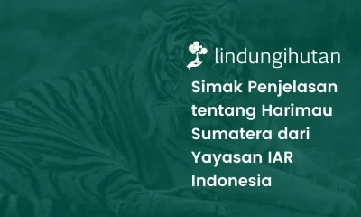 Harimau sumatera adalah