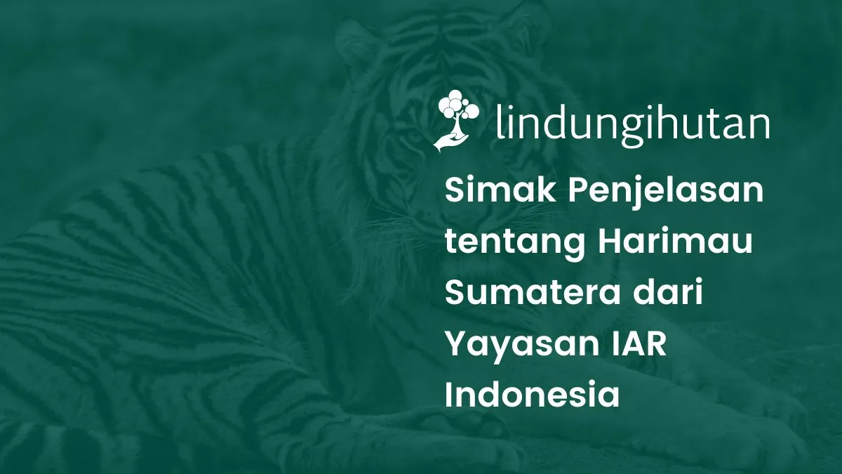 Harimau sumatera adalah