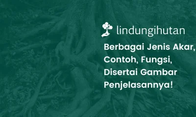 Jenis-jenis akar