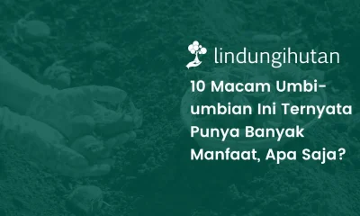 Jenis umbi umbian