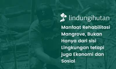 Manfaat penanaman mangrove
