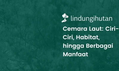 Pohon cemara laut