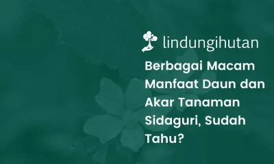 Pohon sidaguri
