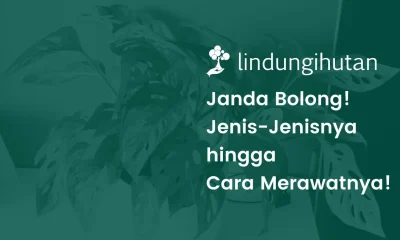 Tanaman janda bolong