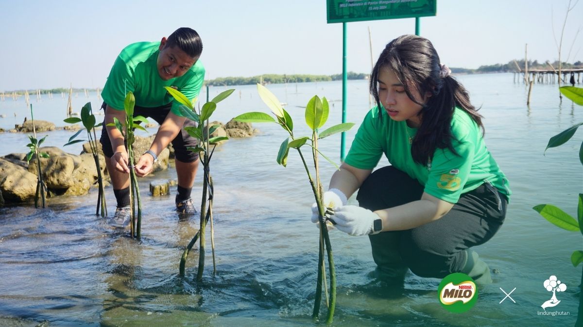 Nestle Milo menanam mangrove di Pantai Mangunharjo