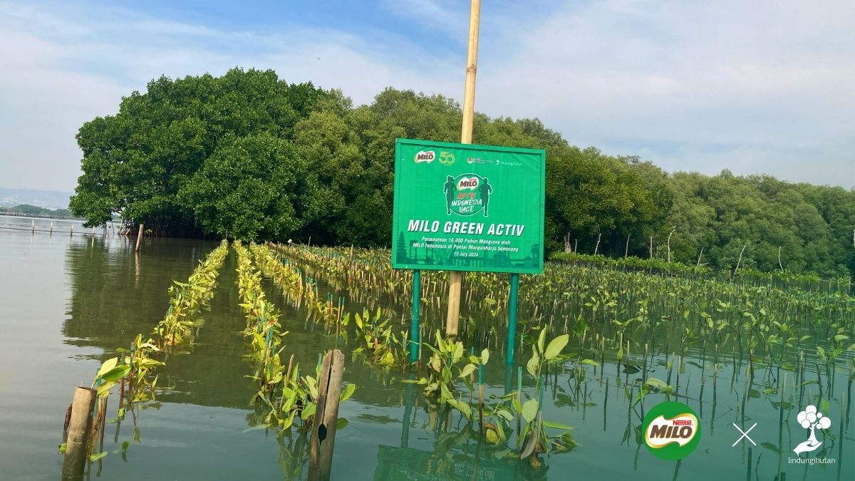 Penanaman mangrove di Pantai Mangunharjo