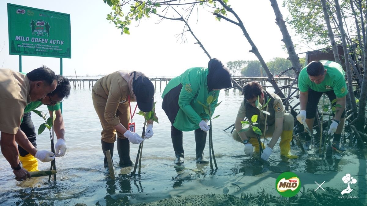 Penanaman mangrove di pantai mangunharjo Nestle Milo