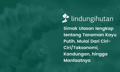 Minyak kayu putih adalah