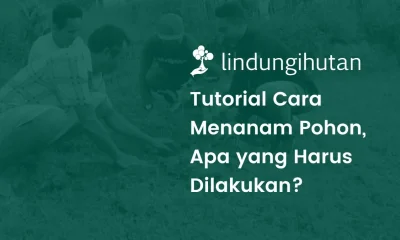 Cara menanam pohon
