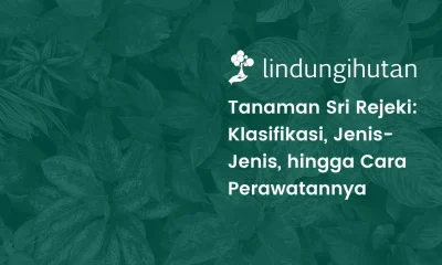Tanaman sri rejeki