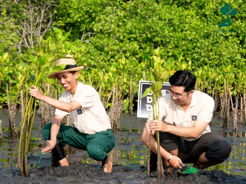 Dus Duk Duk menanam mangrove 1