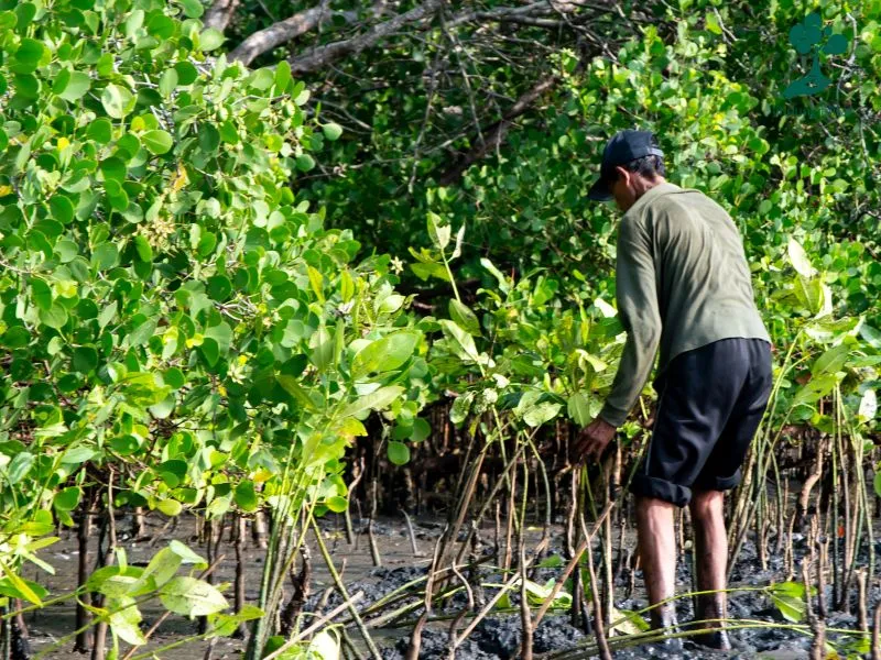 Gambar menanam mangrove