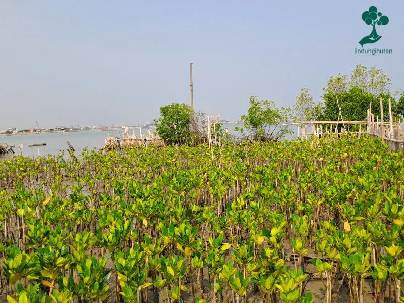 Lokasi penanaman mangrove TISOO di Tambakrejo