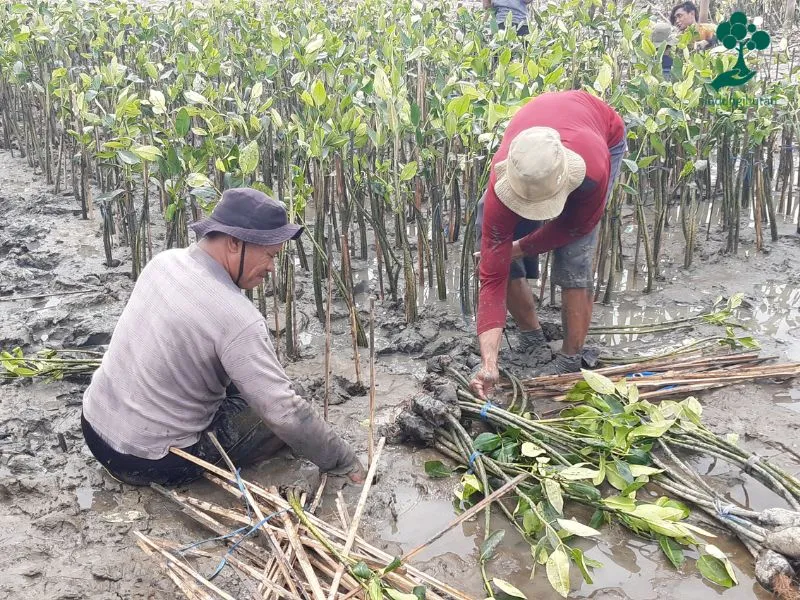 Penanaman mangrove TISOO dan LindungiHutan