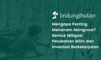 Upaya mitigasi perubahan iklim melalui penanaman mangrove