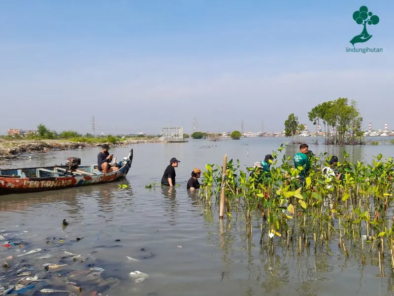 Lokasi menanam mangrove pesisir Tambakrejo Semarang