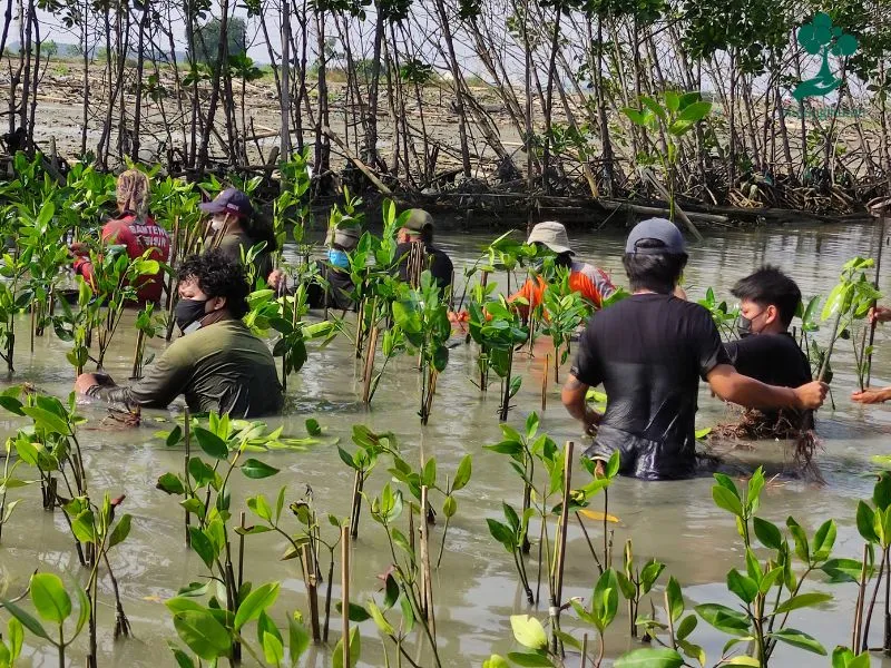 gambar menanam mangrove 1 1