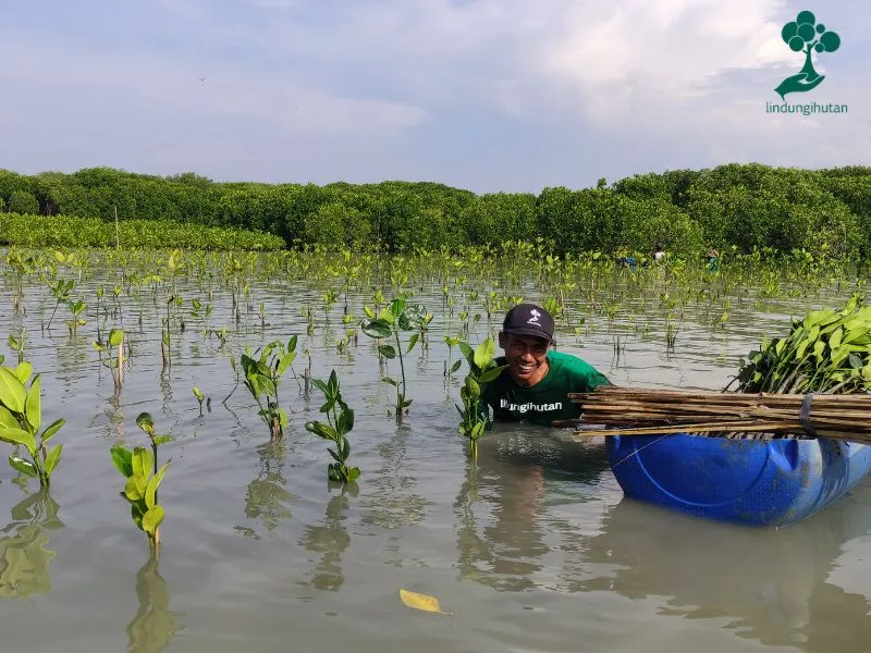 Alphalight Gear menanam mangrove