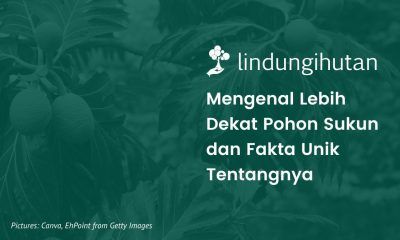 Ciri-ciri pohon sukun