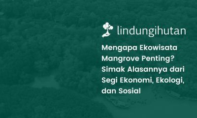 Ekowisata hutan mangrove adalah