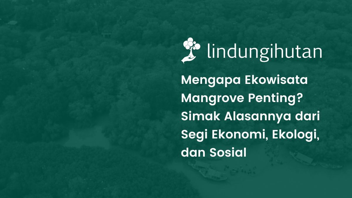 Ekowisata hutan mangrove adalah