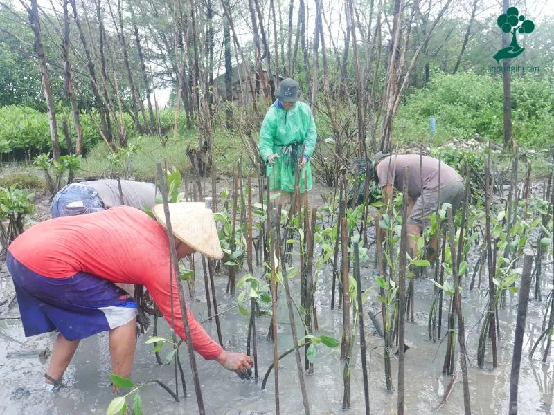 Envygreen menanam mangrove di Tambakrejo Semarang