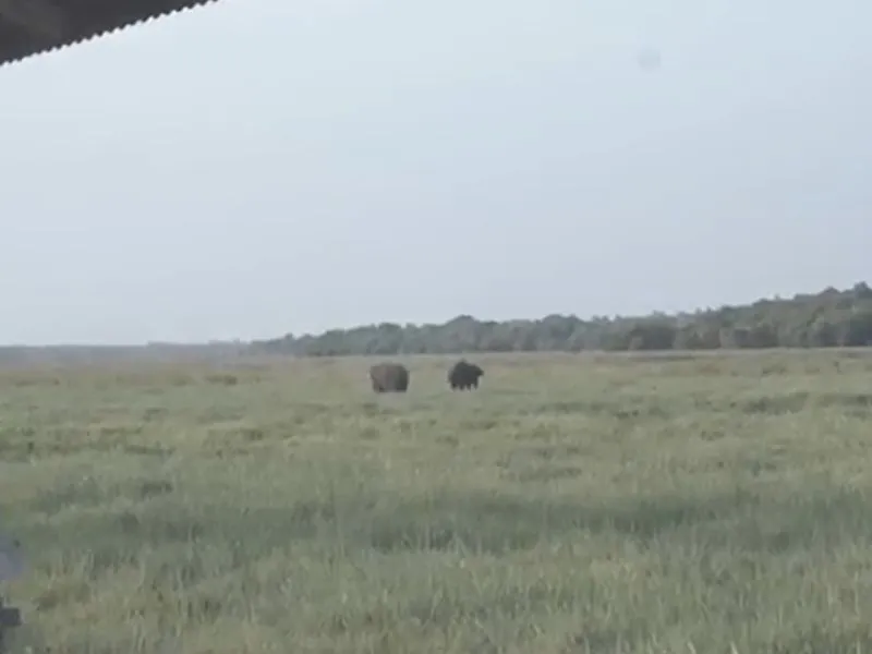 Gambar gajah liar Taman Nasional Way Kambas
