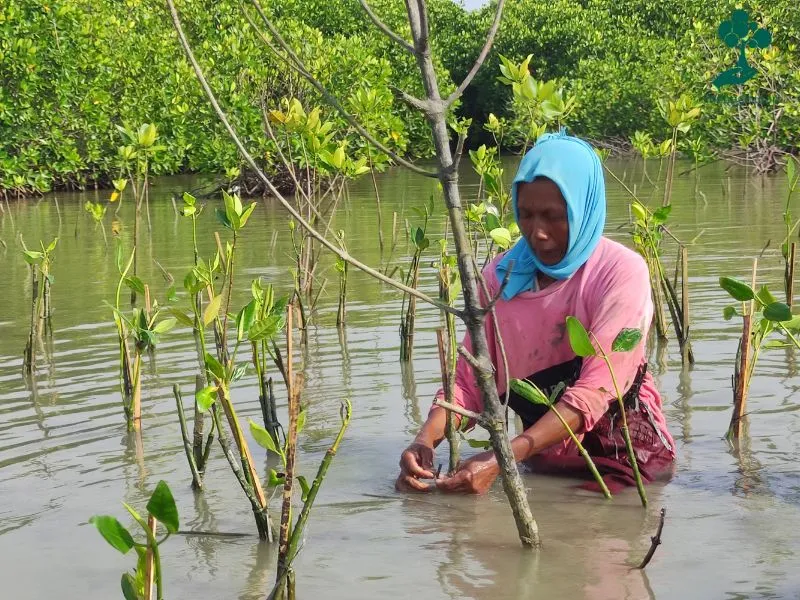 Gambar menanam mangrove 2 1