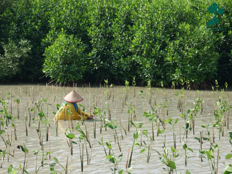 Gambar penanaman mangrove 1